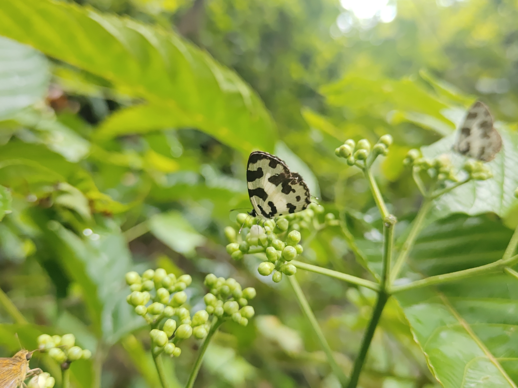 Angled Pierrot