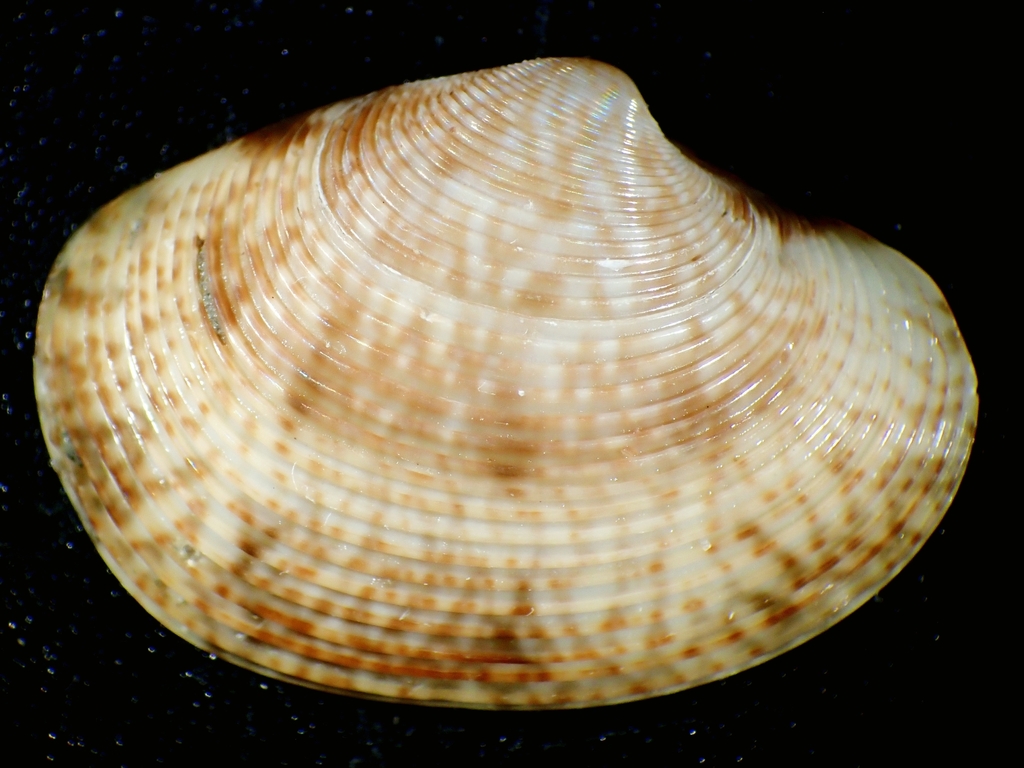 Paphia philippiana