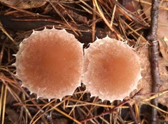 Psathyrella olympiana