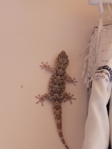 Turner's Thick-toed Gecko