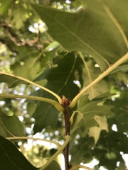 Quercus