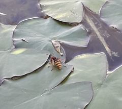 Vespa crabro