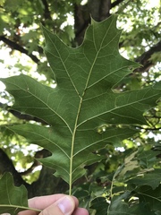 Quercus