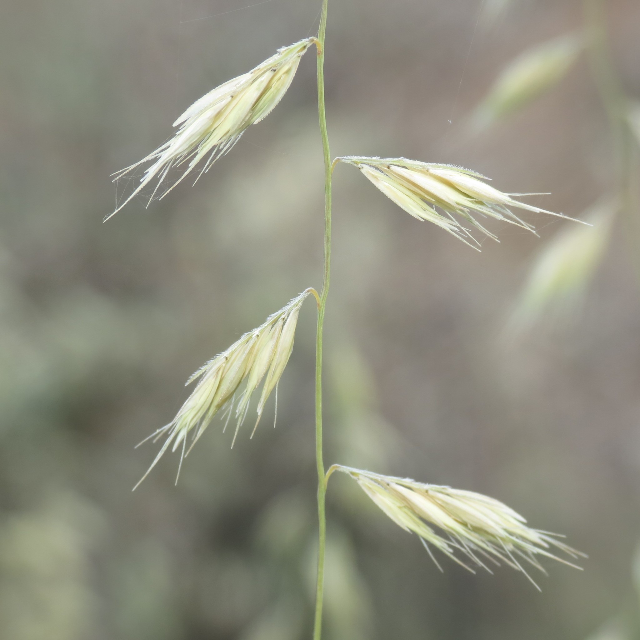 Bouteloua repens