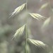 Slender Grama - Photo (c) C. Mallory, some rights reserved (CC BY-NC), uploaded by C. Mallory