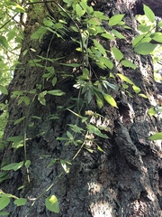 Cornus sericea occidentalis