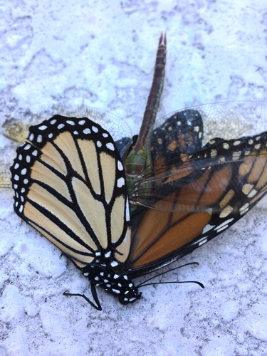 Monarch photographed in Texas