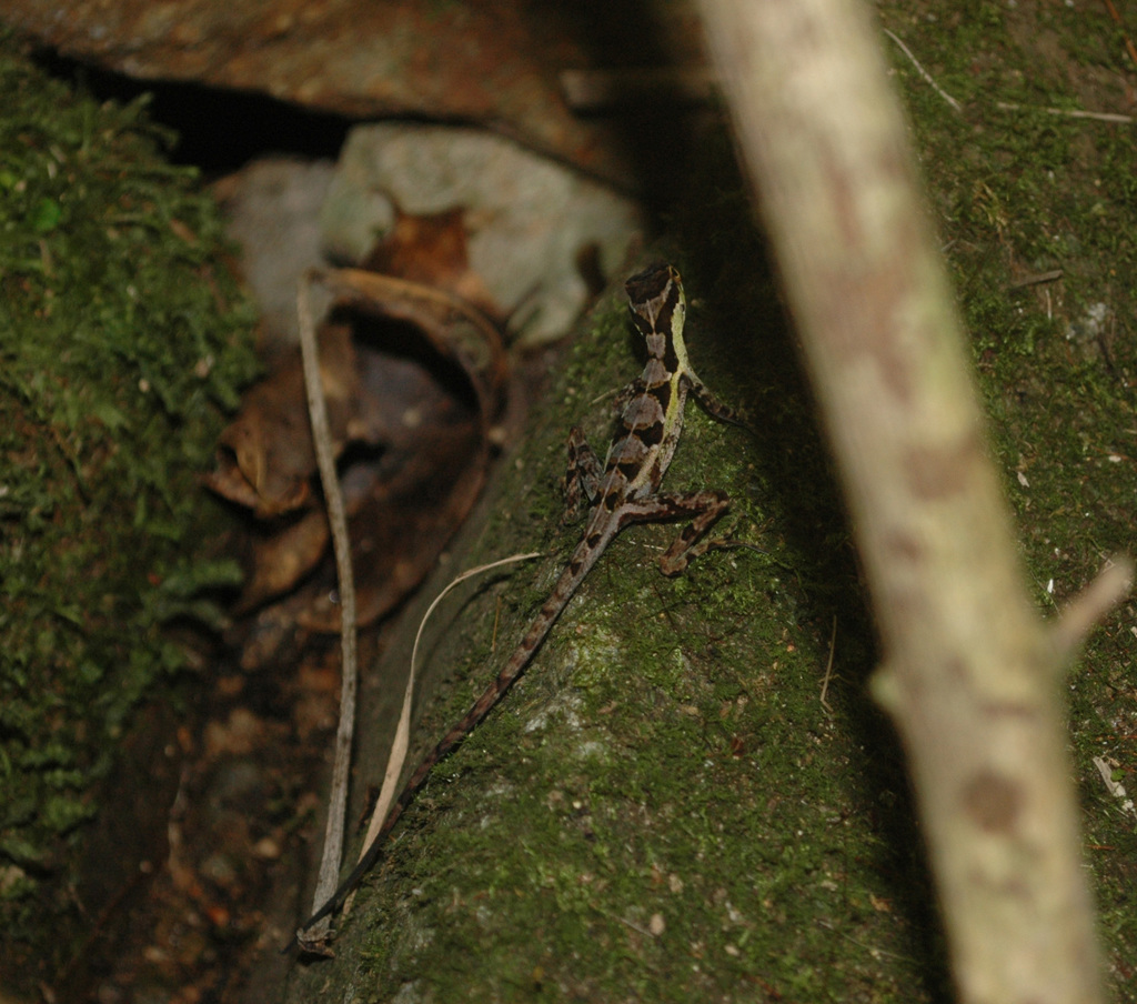 Etheridge's Anole