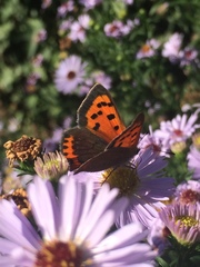 Lycaena phlaeas