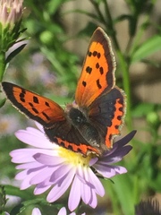 Lycaena phlaeas