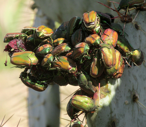 Figeater beetle