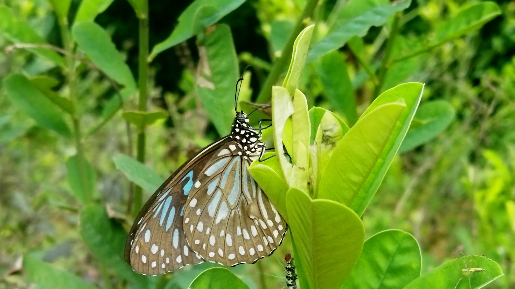 Dark Blue Tiger