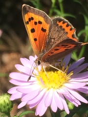 Lycaena phlaeas