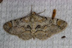 Iridopsis larvaria