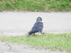 Corvus monedula