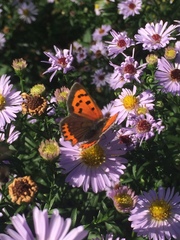 Lycaena phlaeas