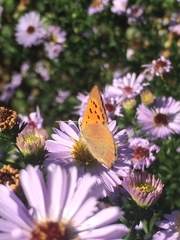 Lycaena phlaeas