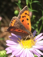 Lycaena phlaeas