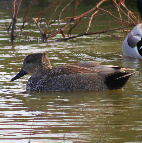 Ánade friso (Mareca strepera)
