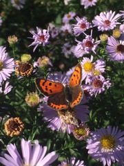 Lycaena phlaeas