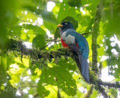 Lattice-Tailed Trogon photo 3