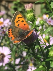 Lycaena phlaeas