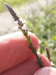 Verbena carolina