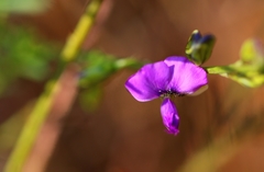 Polygala uncinata