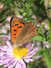 Lycaena phlaeas