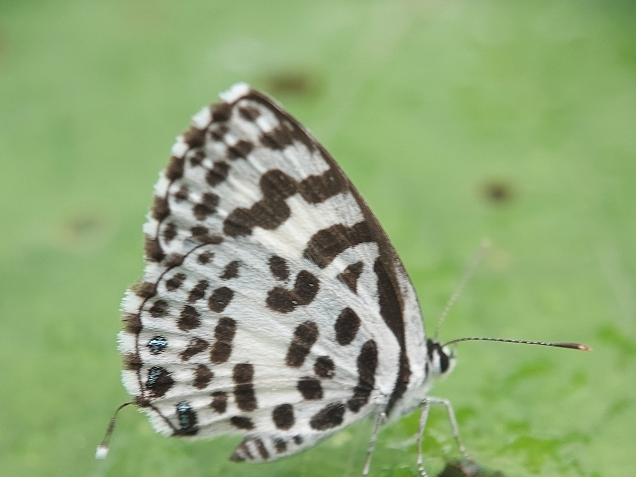 Common Pierrot