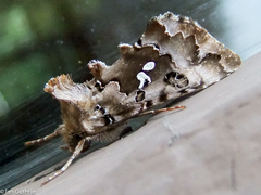 Autographa corusca