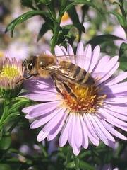 Apis mellifera