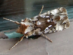 Autographa corusca