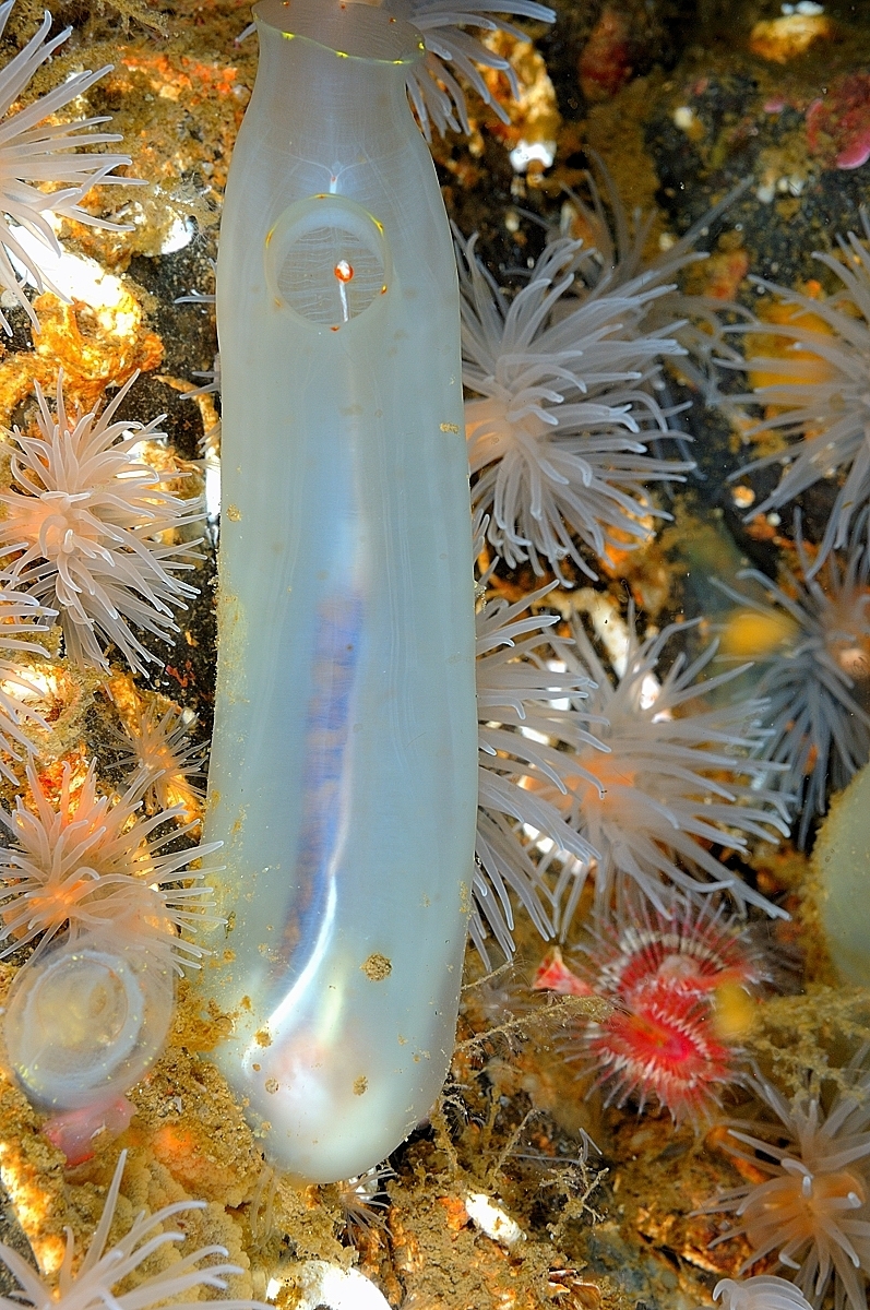 Ciona intestinalis (Linnaeus, 1767)