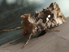 Autographa corusca