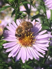 Apis mellifera