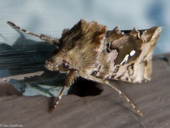 Autographa corusca
