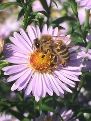 Apis mellifera