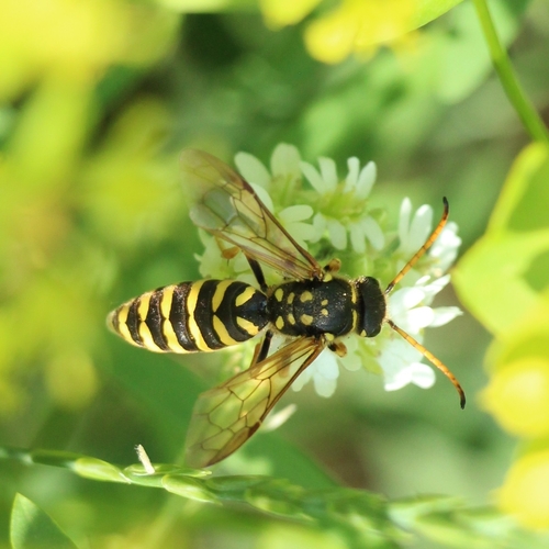Polochrum repandum