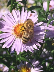 Apis mellifera