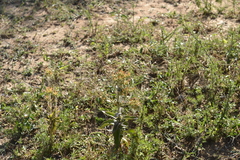 Kalanchoe lanceolata