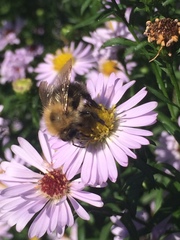 Bombus