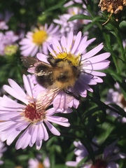 Bombus