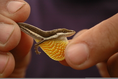 Anolis olssoni