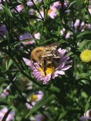 Bombus