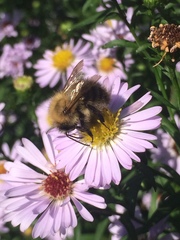 Bombus