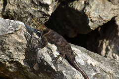 Sceloporus serrifer