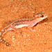 Beaded Gecko - Photo (c) Matt, some rights reserved (CC BY)