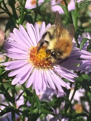 Bombus pascuorum
