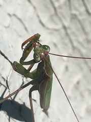Mantis religiosa